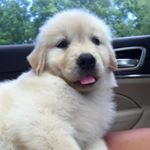 goldengirldarla's profile picture