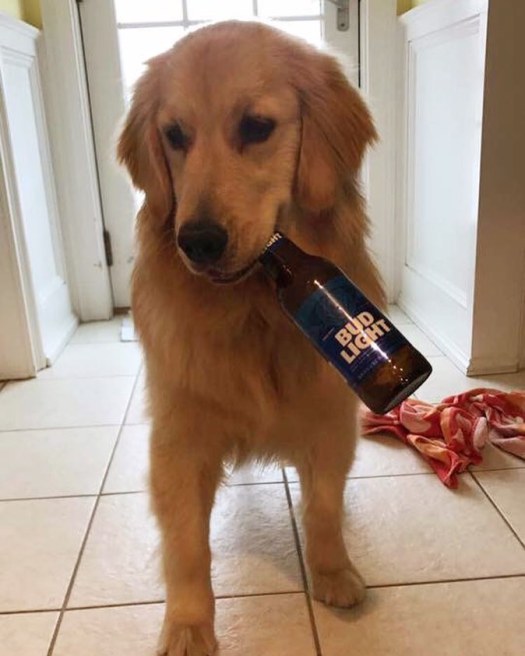 bud light darla brennan