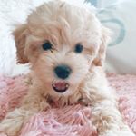 vivasamithepup's profile picture